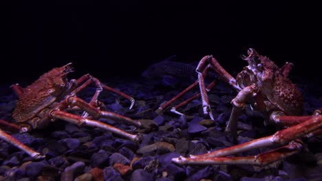 aquarium in oceanarium with living crabs