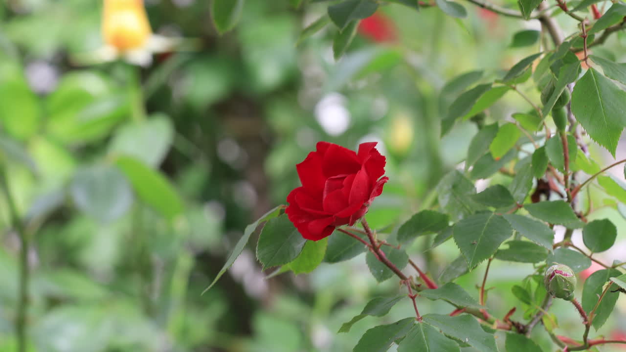 lonely hanged red rose behind the bushes moving with the soft wind
