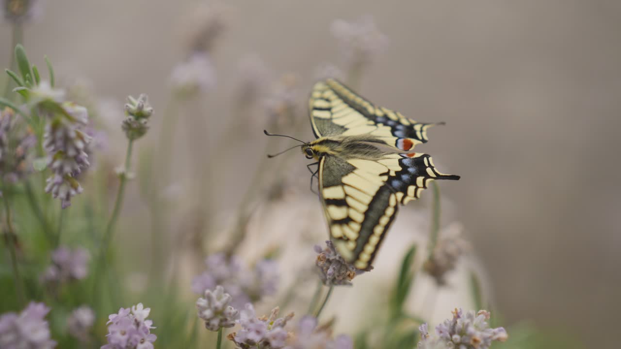 Scatto macro di una farfalla macaone appena schiusa su lavanda