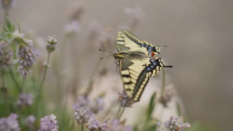 fotografía macro de una mariposa cola de golondrina recién eclosionada en la lavanda