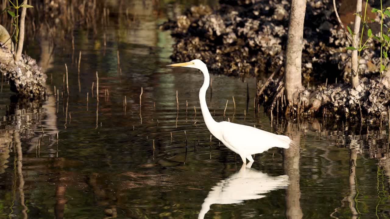 Great Egret walking in reflective water