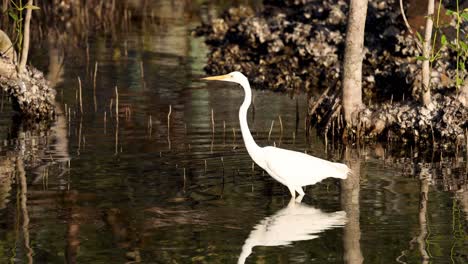 great egret walking in reflective water