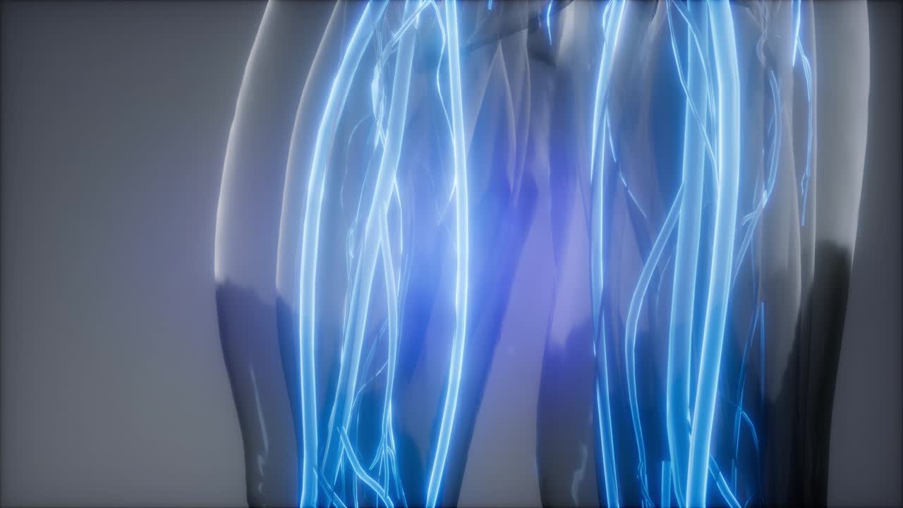 Blood Vessels of Human Body