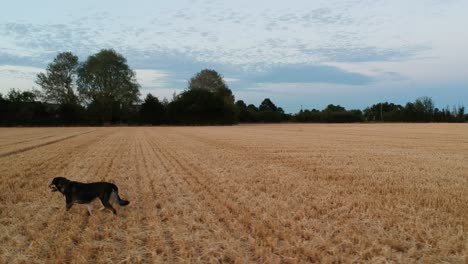 dog hunting prey on field in countryside of uk