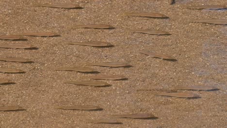 all facing to the right while they move around and a fish with stripes is seen in the middle right side, poropuntius sp