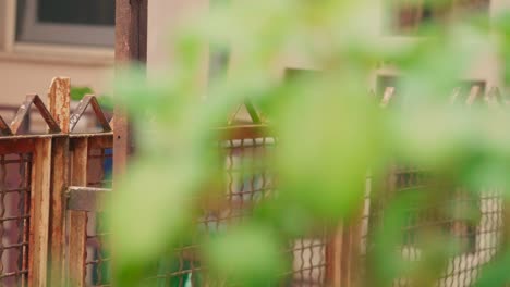 Grass-In-Wind-Behind-Rusted-Metal-Fence-Focus-To-The-Left