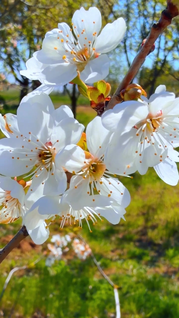 White flowers bloom in a sunny garden. Flowers open under sunlight in a garden. Green grass and trees surround them. Spring season brings new life.