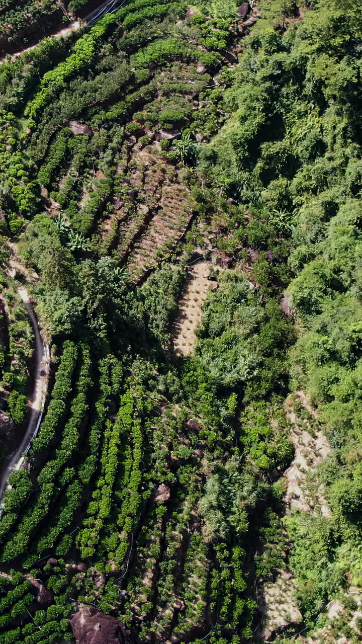 Aerial View of a Lush Tea Plantation on a Mountain