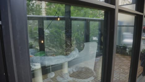 Adorable-Domestic-Cat-Behind-Glass-Window.-Close-Up