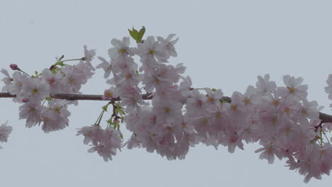 a branch heavy with the soft pink blossoms of cherry flowers against a muted background, signaling the full swing of spring