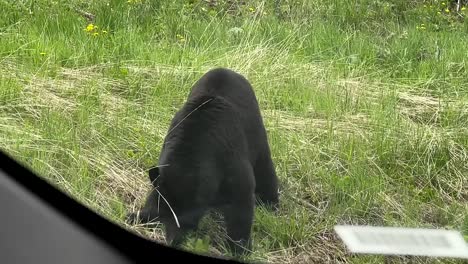 black bear foraging super close to a parked car in the wilderness