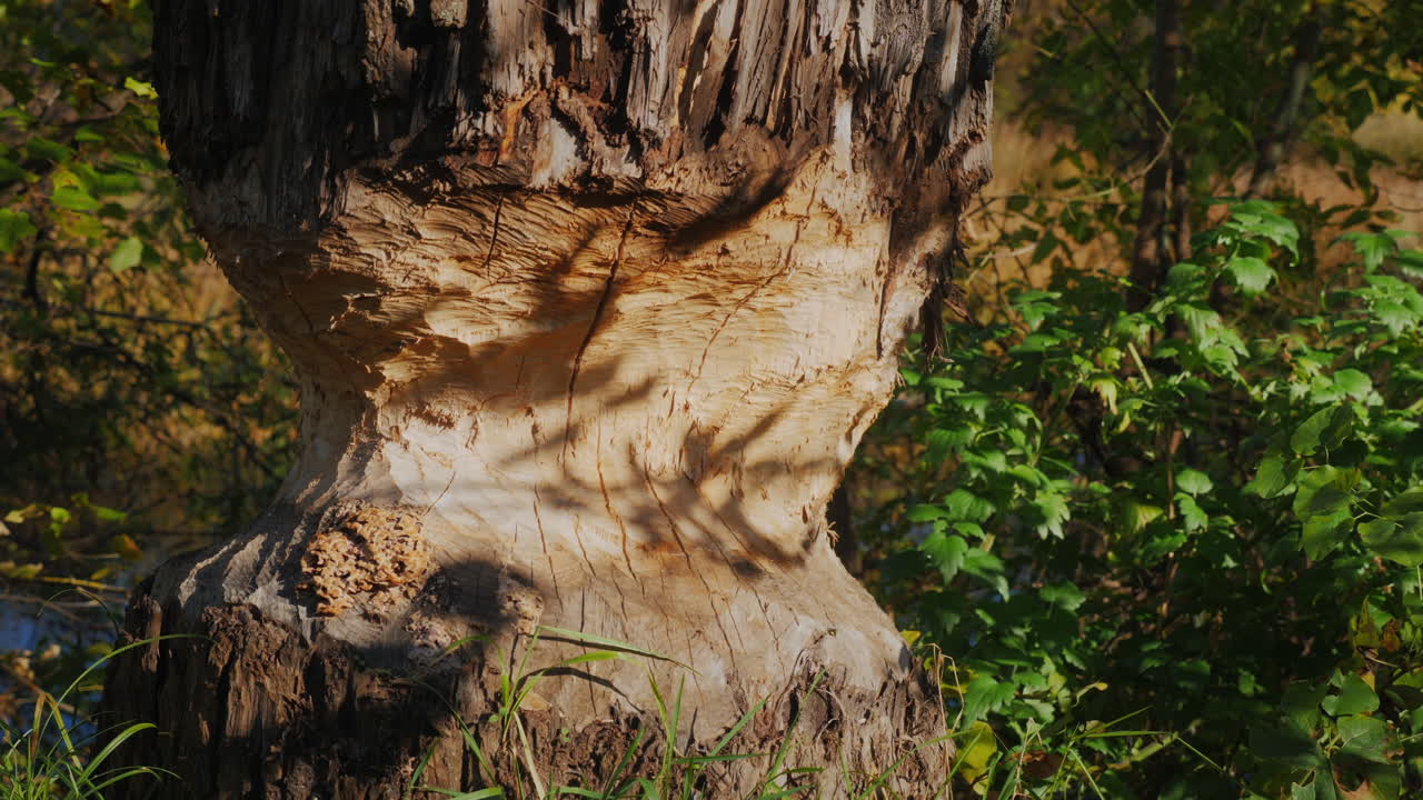 Thick tree by the river. A beaver chewed a tree trunk along the perimeter for the construction of a dam