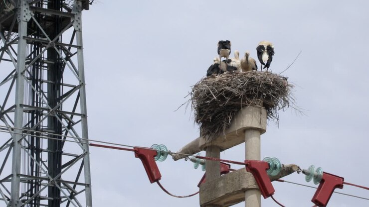 Nido di cicogne su traliccio dell'elettricità