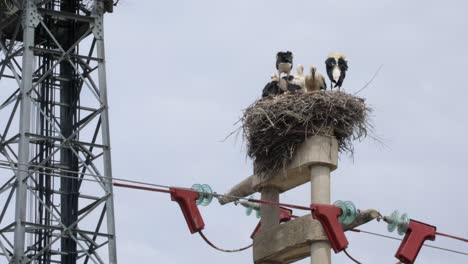 storks nest on electricity pylon
