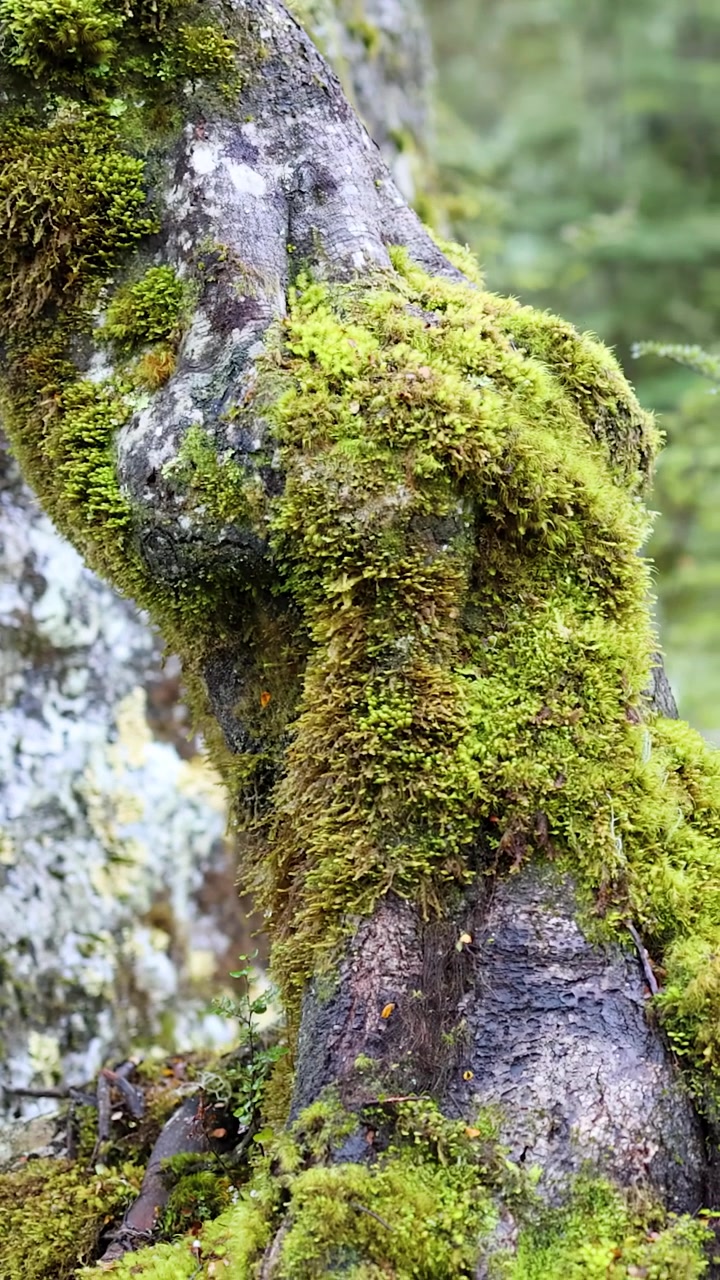 La telecamera esegue una lenta panoramica lungo un tronco d'albero muschioso in una fitta e verde foresta pluviale. Luce naturale soffusa, bassa profondità di campo, atmosfera tranquilla.