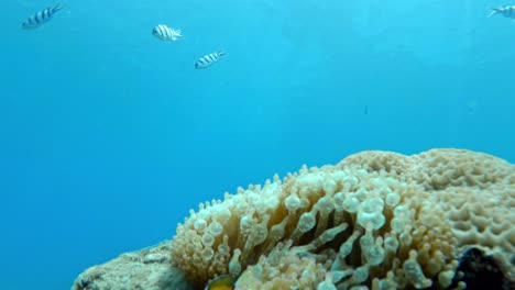 Nemo-Clownfish-In-Sea-Anemone-In-The-Coral-Reef