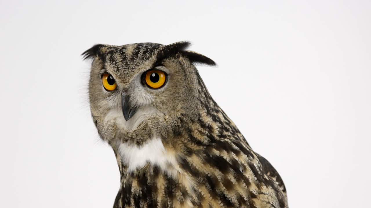 el búho real euroasiático gira rápidamente la cabeza para mirar el cuadro a la derecha, aislado en fondo blanco.