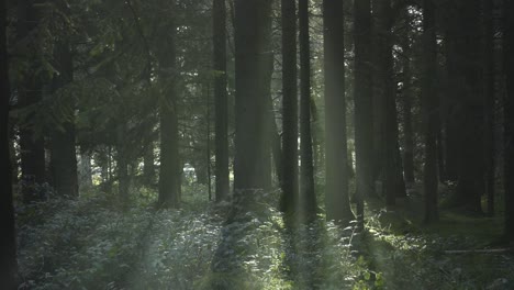 afternoon sun beams through trees in forest 4k