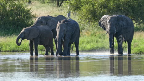 Manada-De-Elefantes-Africanos-Bañándose-En-El-Río-Tranquilo-En-La-Reserva-De-Caza-Privada-Klaserie,-Sudáfrica-Durante-El-Día