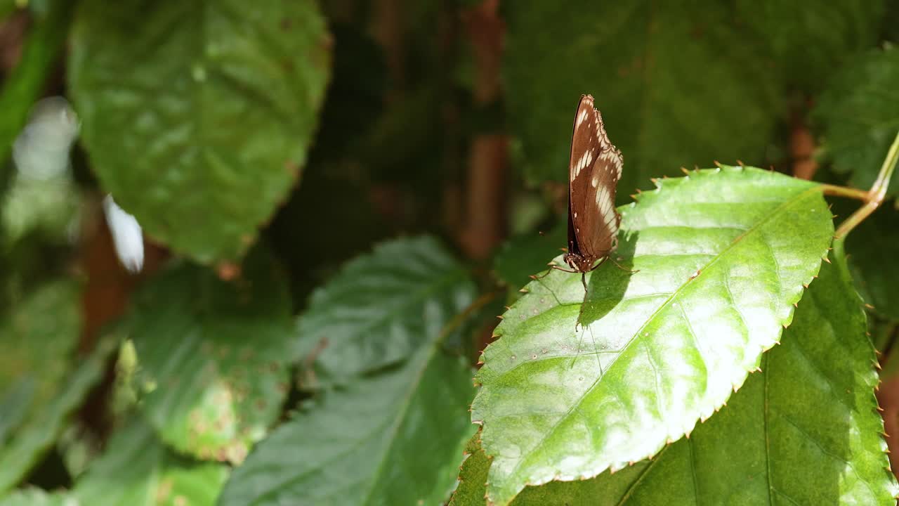 자연 에서 잎 에 고 있는 나비