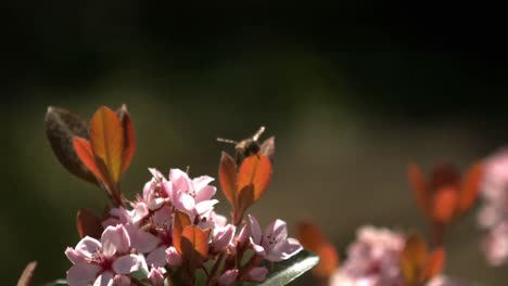 Abeja-Volando-Alrededor-De-La-Flor