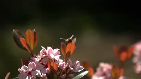 volando alrededor de la abeja de la flor