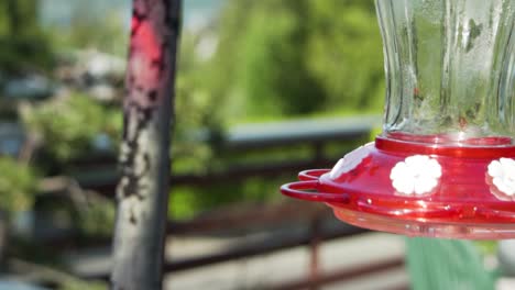 tiny hummingbird fly away from red feeder in garden, close up slow motion shot