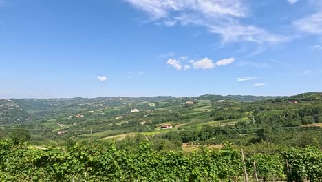 lush vineyards under a clear blue sky