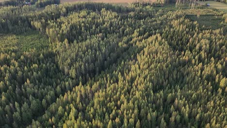 landscape of forrest in finland