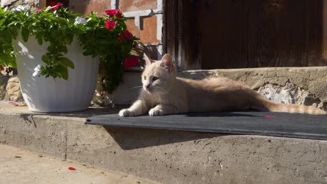 Süße-Katze,-Die-Sich-Auf-Fußmatte-Neben-Weißem-Blumentopf-Hinlegt,-Zeitlupe