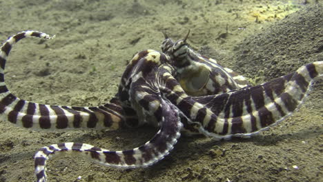 mimic octopus with a crab that has been just killed, octopus tries to crack crab shell with its biting tools to get to the inner tissue, medium shot side view, daylight, sandy bottom