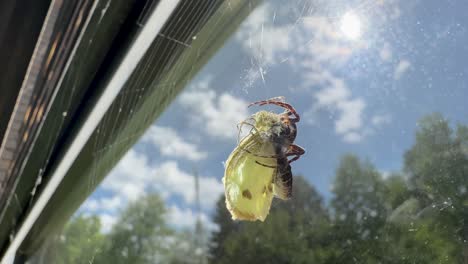 bridge-spider (larinioides sclopetarius), also known as gray cross-spider, has caught a cabbage butterfly (pieris brassicae) in its web near the window. estonia.