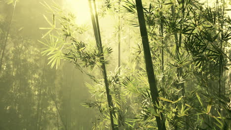 green bamboo in the fog with stems and leaves