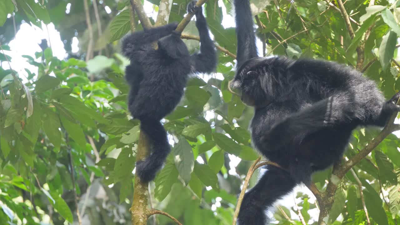 toma en cámara lenta de la madre siamang con el bebé siamang en la jungla en sumatra, indonesia