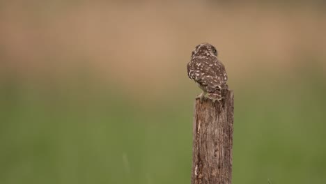 Mittlere-Statische-Aufnahme-Einer-Kleinen-Eule,-Die-Aus-Dem-Off-Fliegt,-Um-Auf-Dem-Abgebrochenen-Baumstumpf-Eines-Kleinen-Baumes-Zu-Landen,-Und-Dann-Nach-Rechts-Aus-Dem-Bild-Starrt,-Zeitlupe