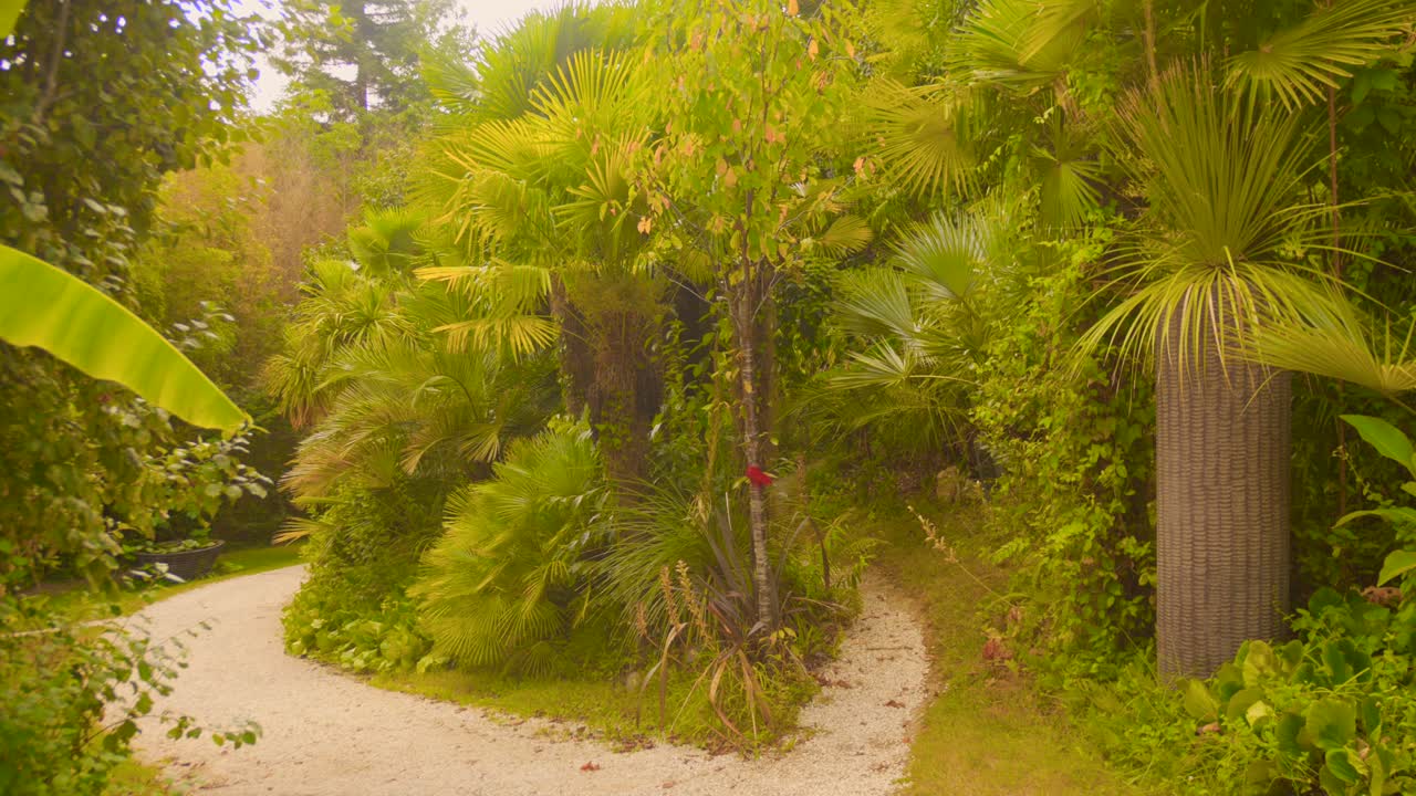 Path And Palm Trees In Palmeraie du Sarthou, Botanical Garden In Betou, France. - wide shot