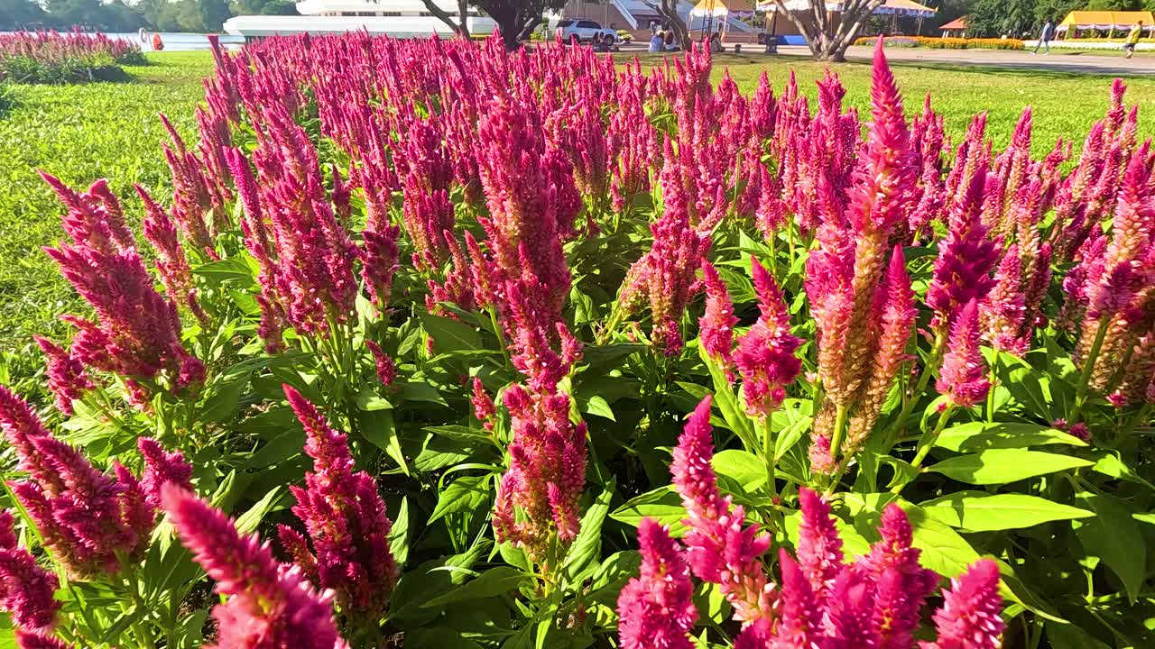 이 많은 공원 에 활기찬 셀로시아 꽃 이 피고 있다
