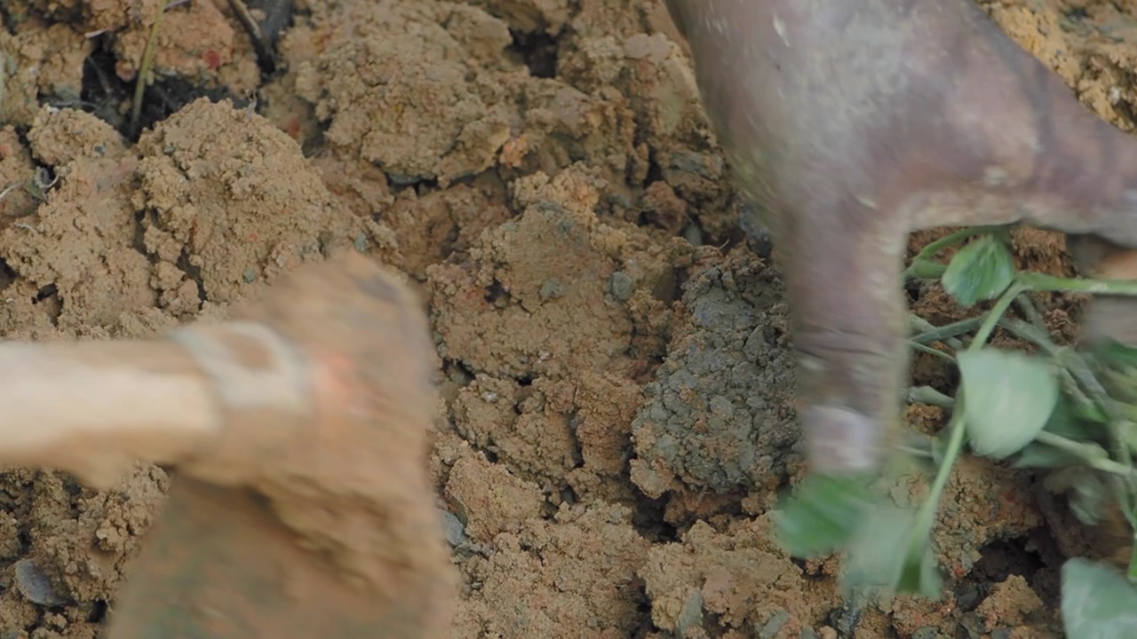 Close-up of a Hand Digging and Cultivating Soil with a Hoe
