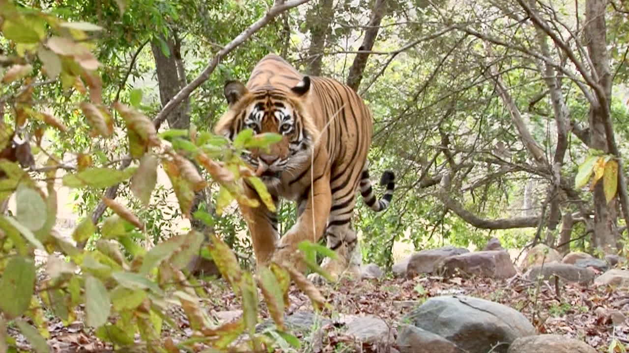 Bengalsk tiger går gennem skoven
