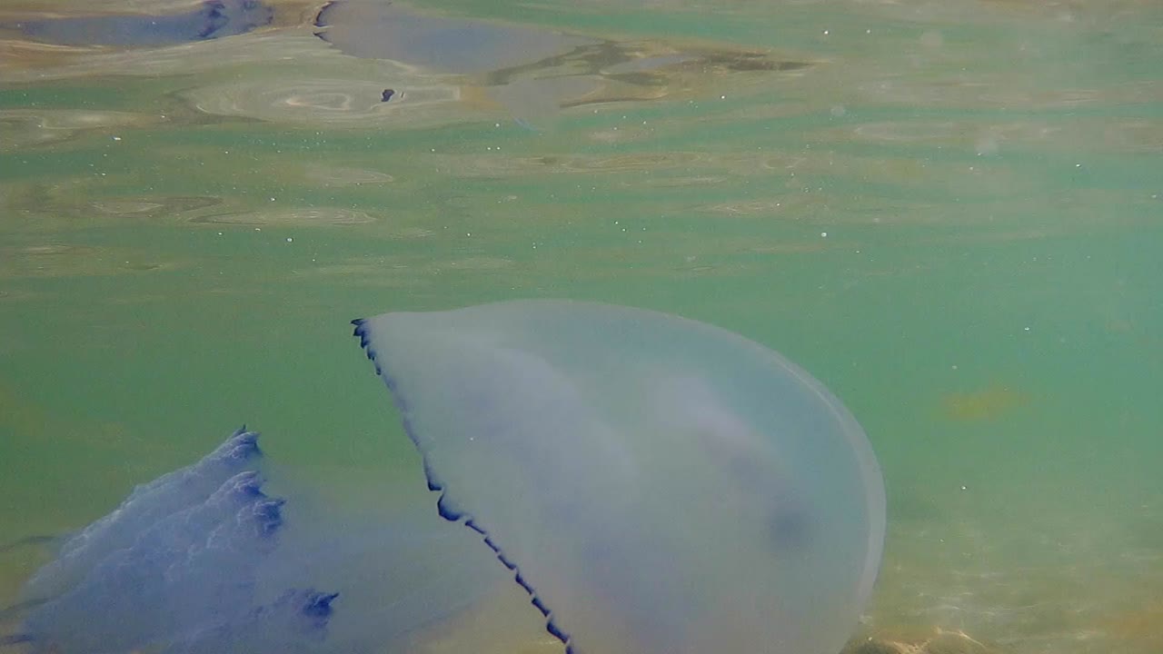 푸른 해파리의 수중 근접 촬영