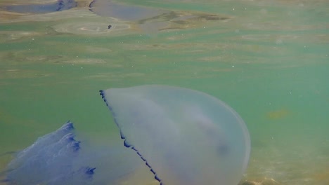 underwater closeup shot of blue jellyfish