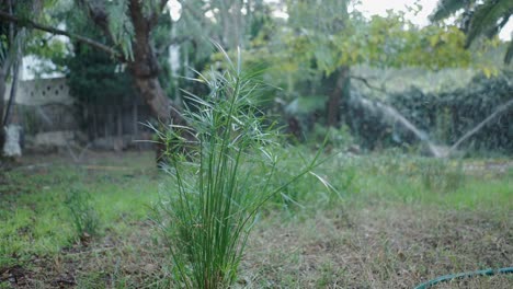 watering a plant in a garden
