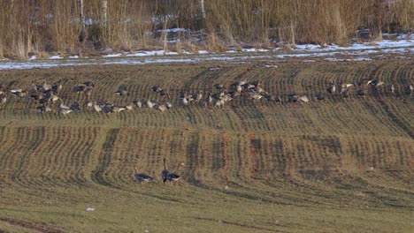 A-large-flock-of-white-fronted-geese-albifrons-on-winter-wheat-field-during-spring-migration