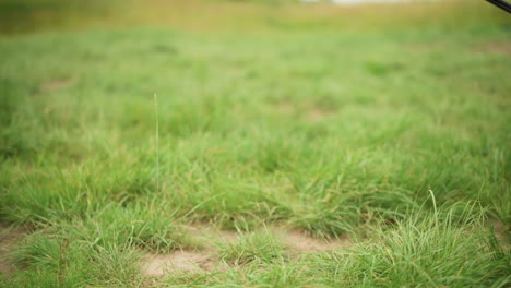 close-up view of a black tripod chair legs firmly placed on vibrant green grass, depicting simplicity and outdoor relaxation
