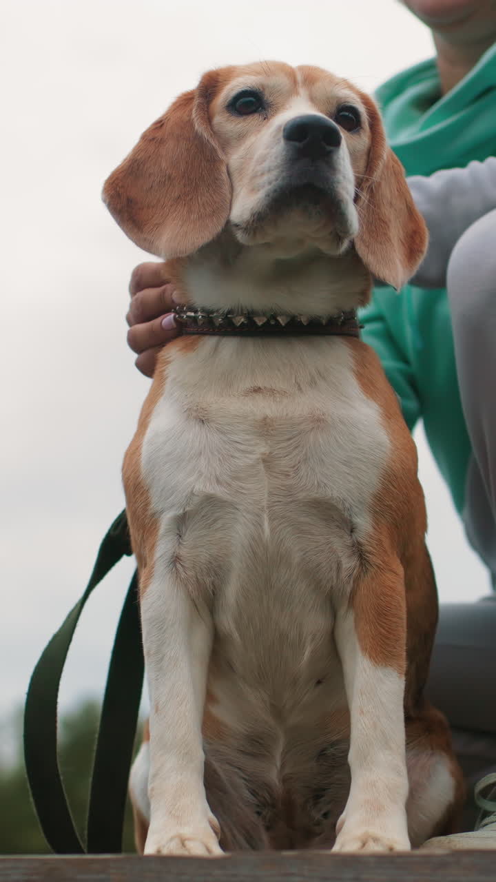 beagle estoico sentado con su dueño, collar con incrustaciones, postura erguida, mirada atenta hacia el horizonte, mano reconfortante en el hombro, detalle del pelaje del pecho, fondo de parque nublado, ambiente de compañero digno