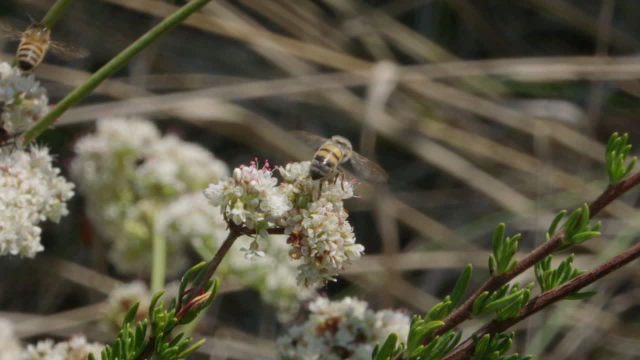 Bee on Flowers