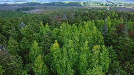 aerial view of a lush forest