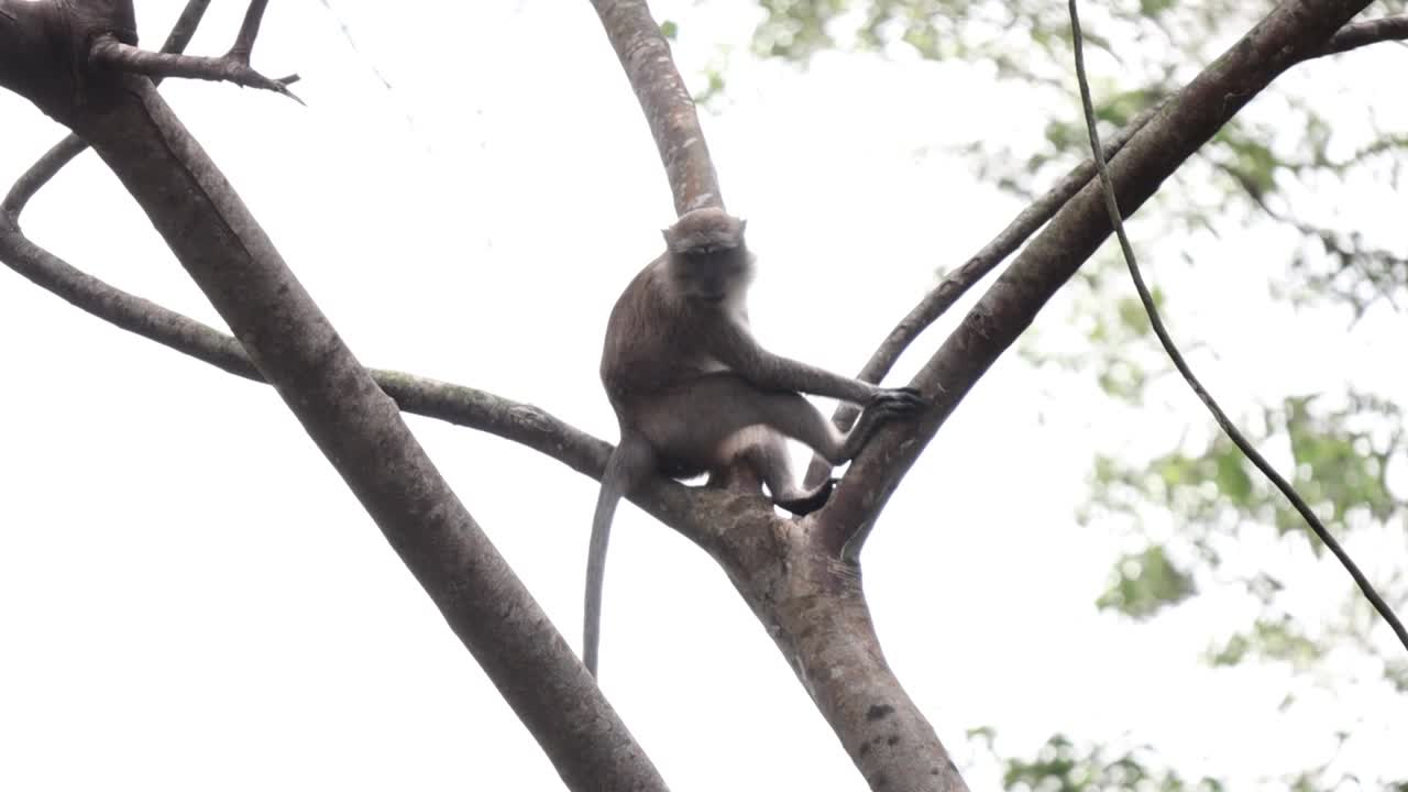 A monkey playing alone on the top of a tree