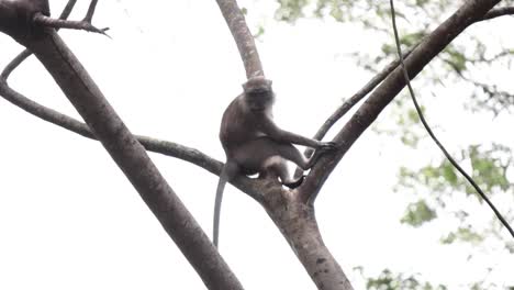 A-monkey-playing-alone-on-the-top-of-a-tree