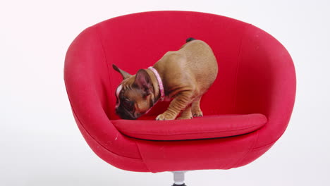 un cachorro de bulldog francés de pie en una silla roja, filmado en r3d